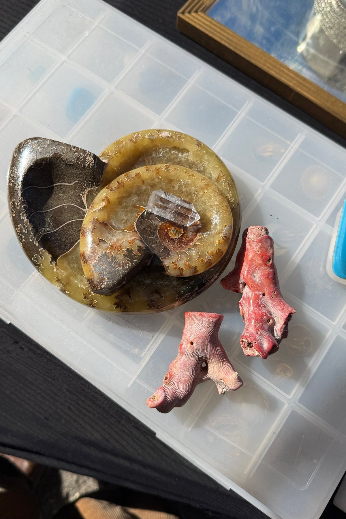 A collection of natural specimens, including a polished stone with a small clear crystal inset, a dark textured stone, and two pinkish bone-like pieces, arranged on a white plastic grid tray.